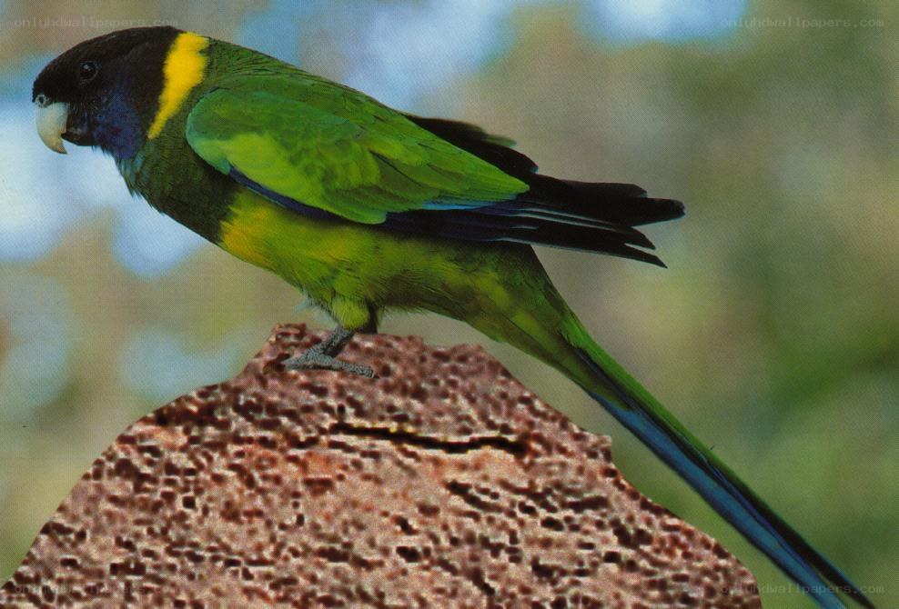 Green parrot with yellow collar