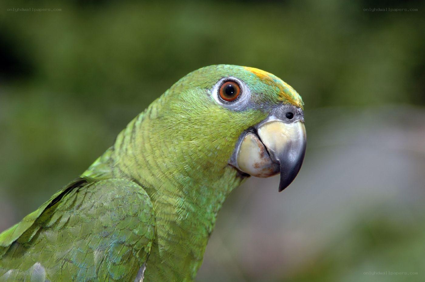 green parrot with yellow crown