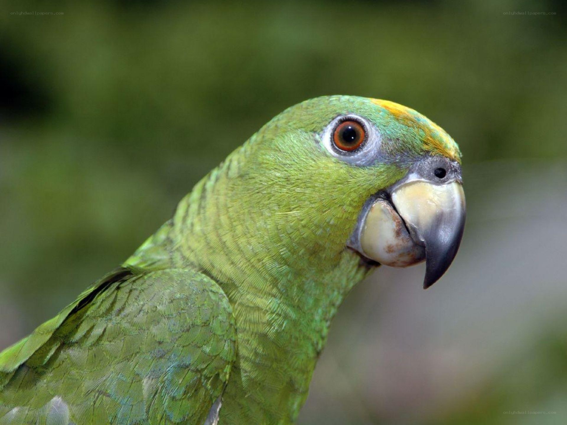green parrot with yellow crown