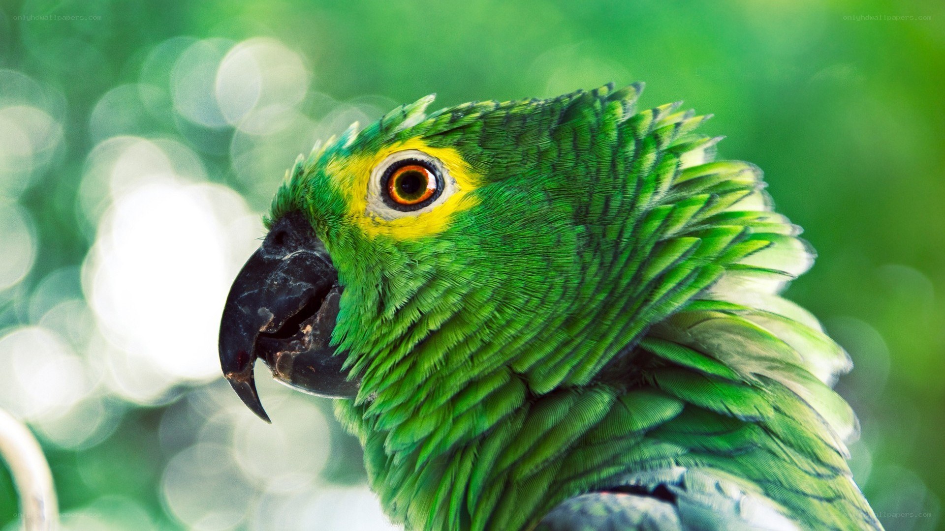 green parrot with yellow eye ring