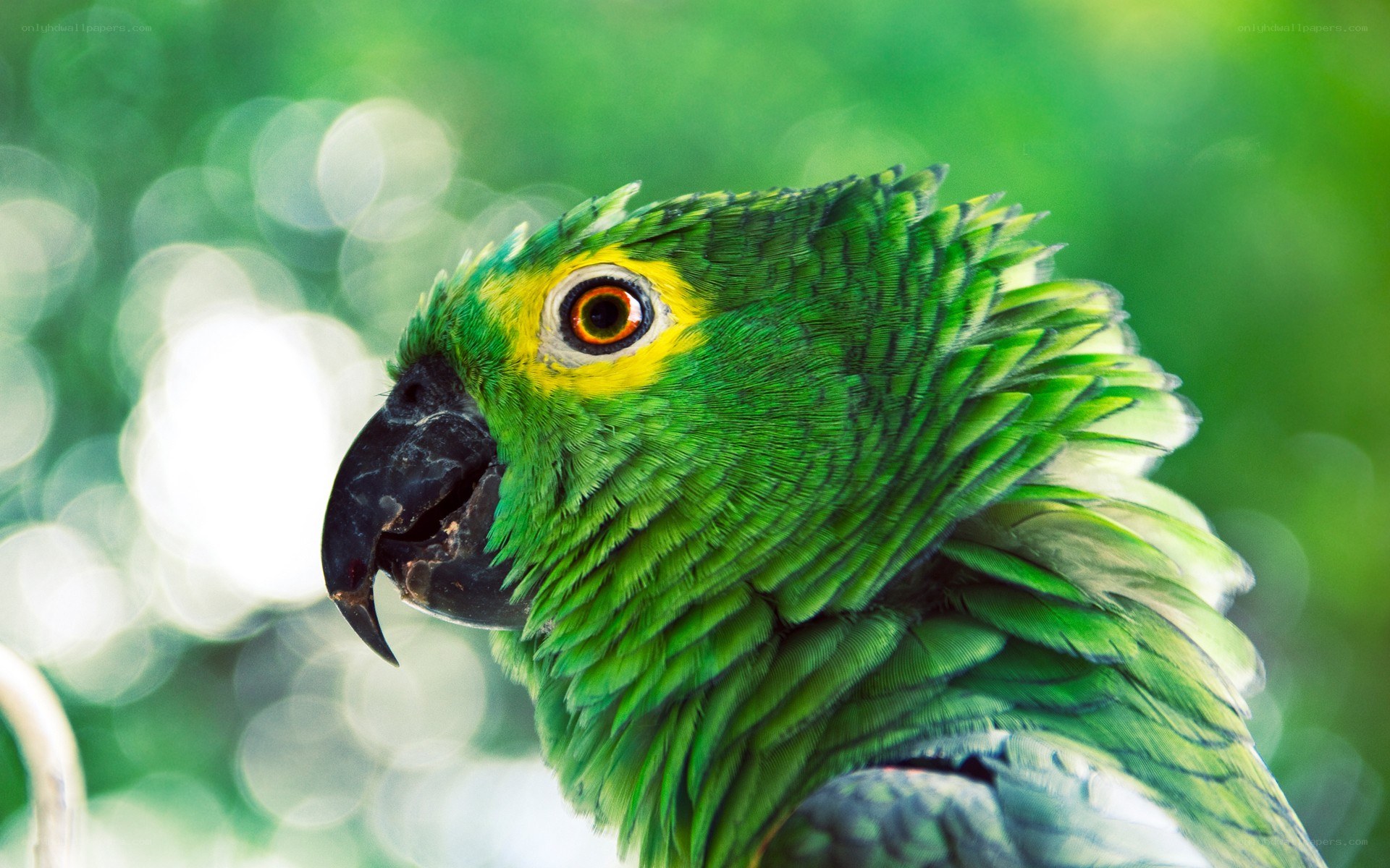 green parrot with yellow eye ring
