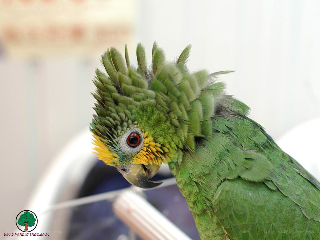 green parrot with yellow face