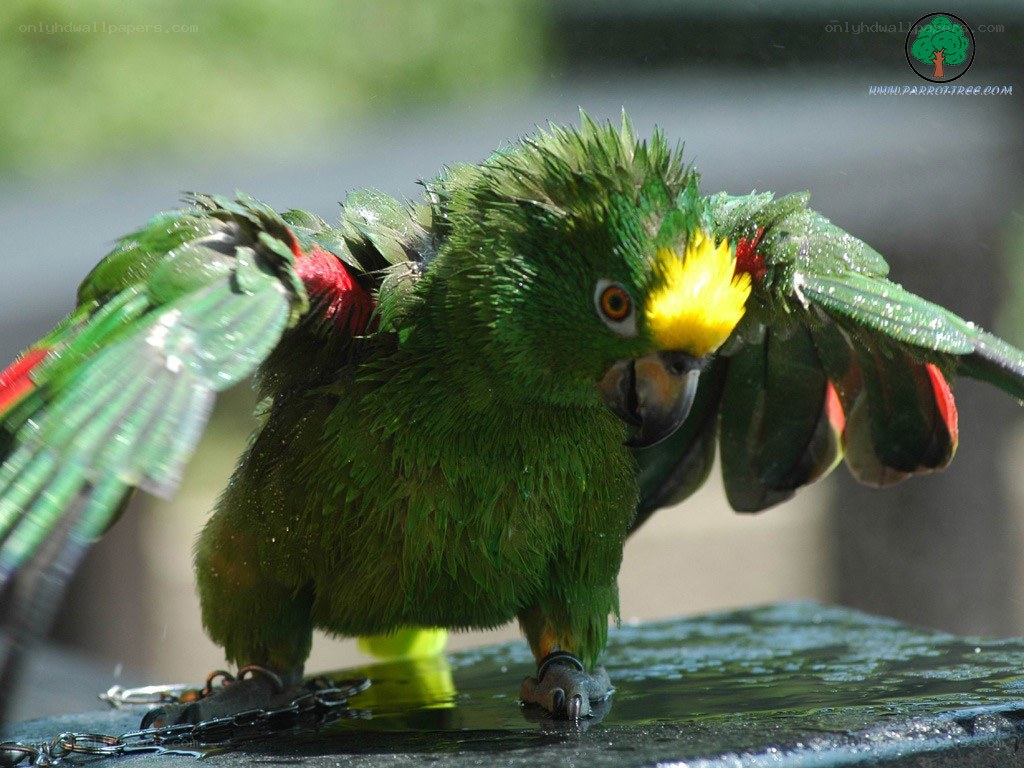 green parrot with yellow face