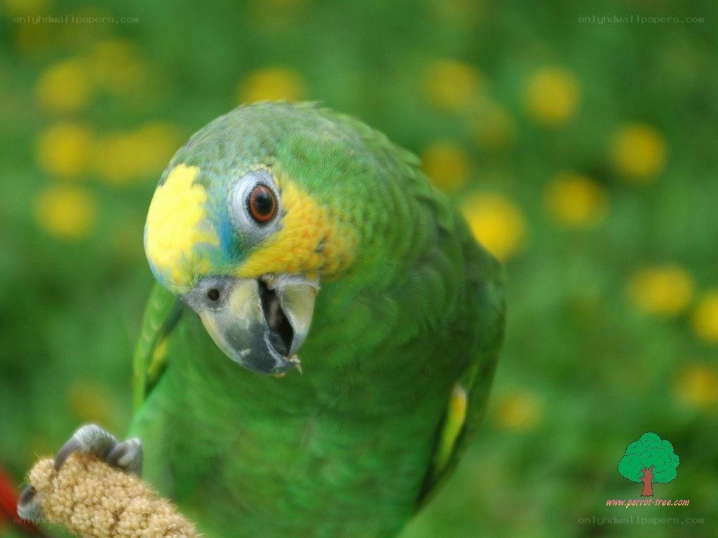 green parrot with yellow face