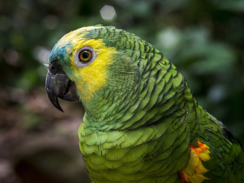 Green Parrot with Yellow Face — Calm, Photograph