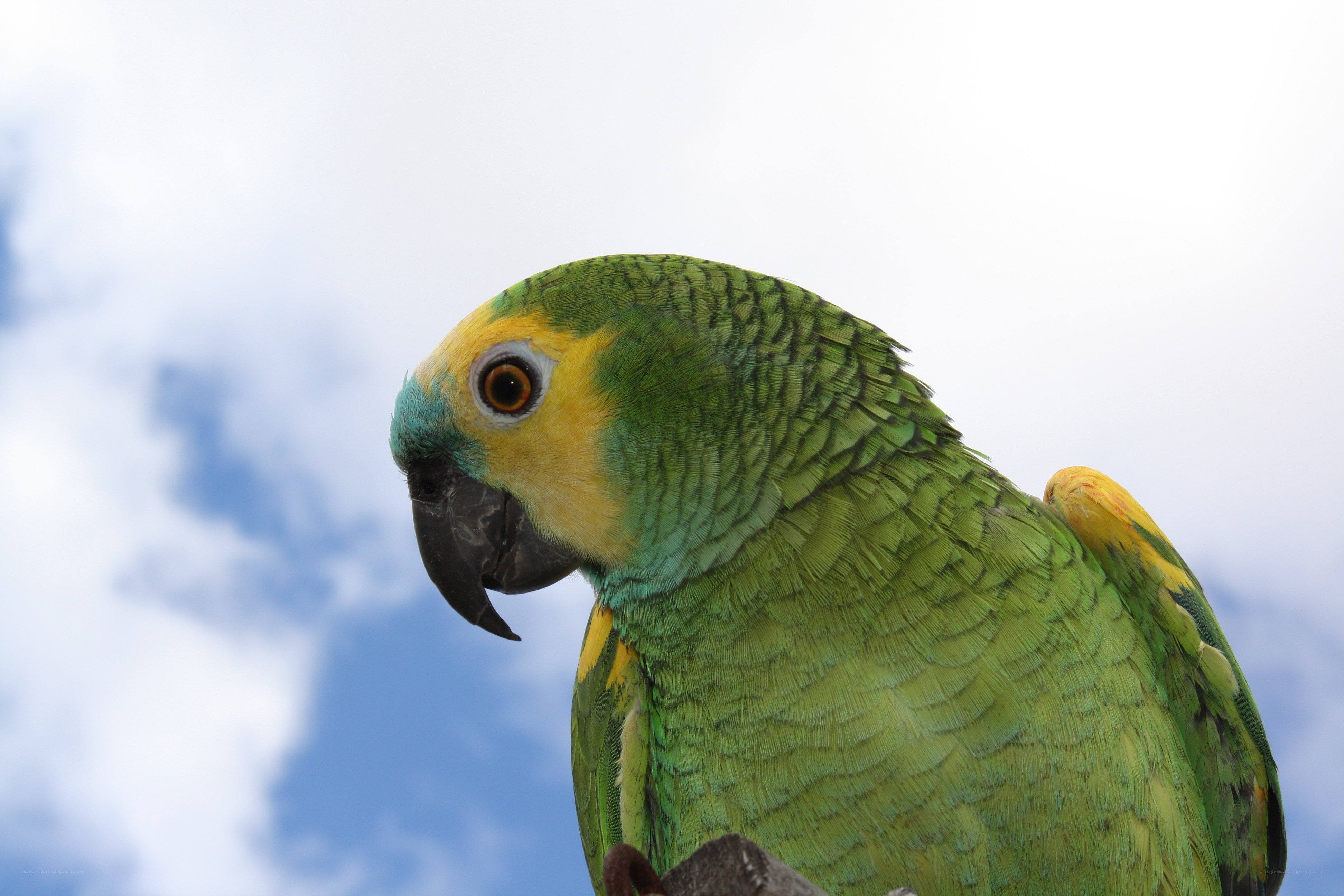 green parrot with yellow face