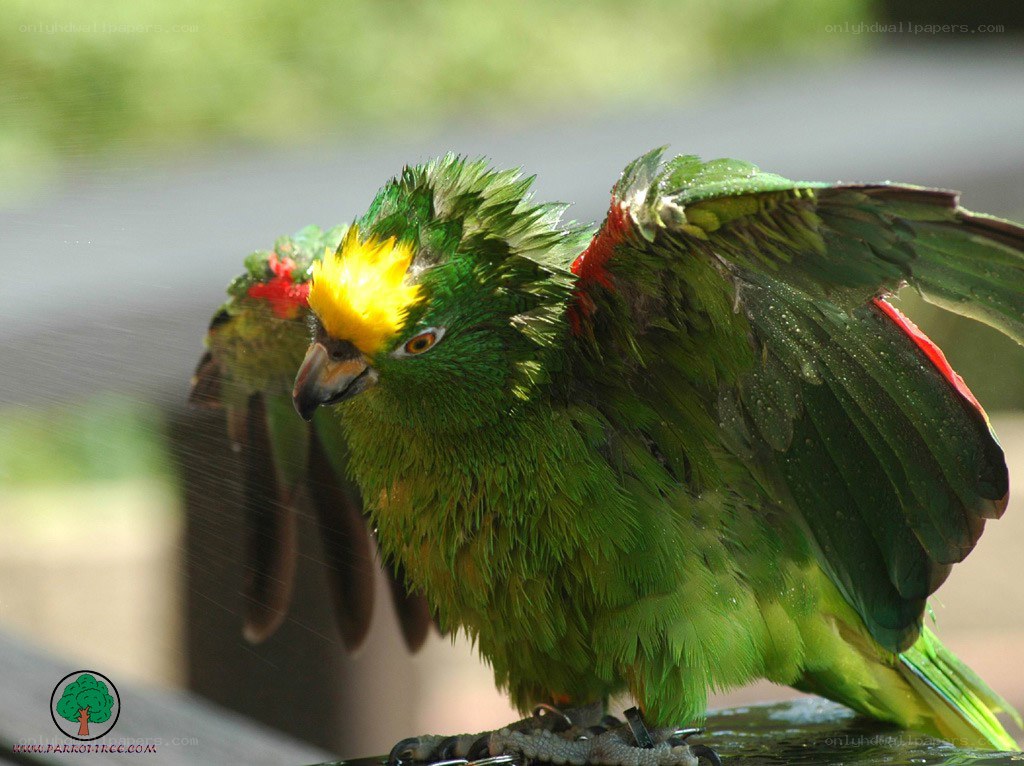 green parrot with yellow head