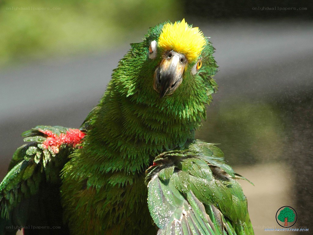 green parrot with yellow head