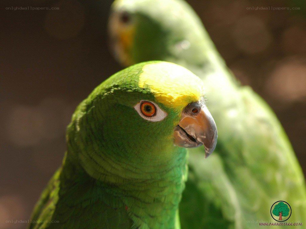 green parrot with yellow head