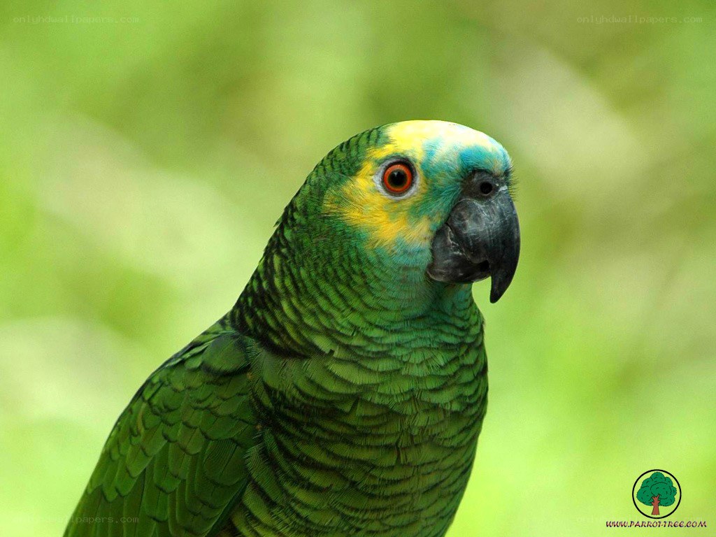 green parrot with yellow head