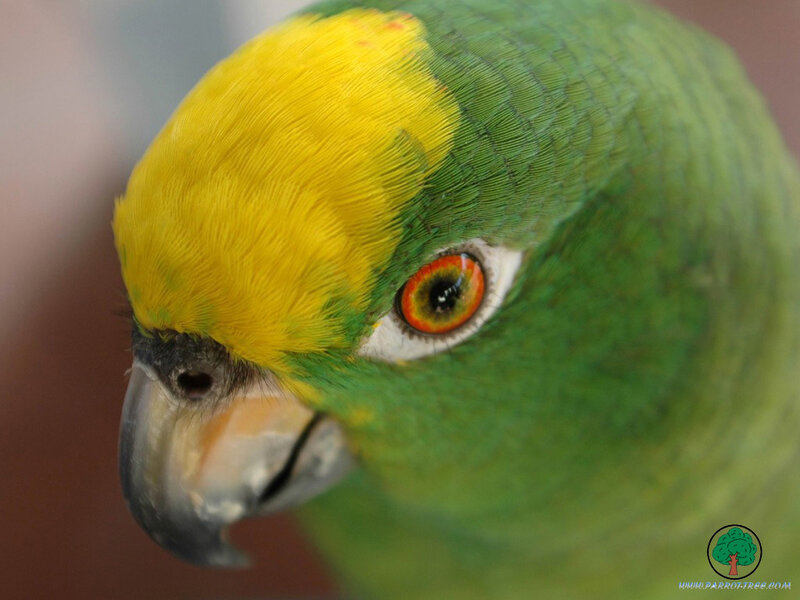Green Parrot with Yellow Head — Calm, Photograph, Bird, Eye