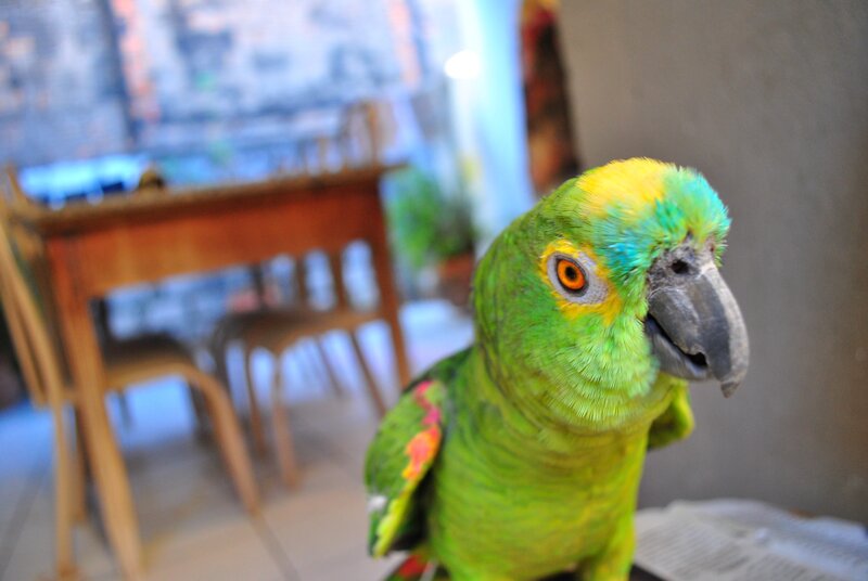 Green Parrot with Yellow Head — Calm