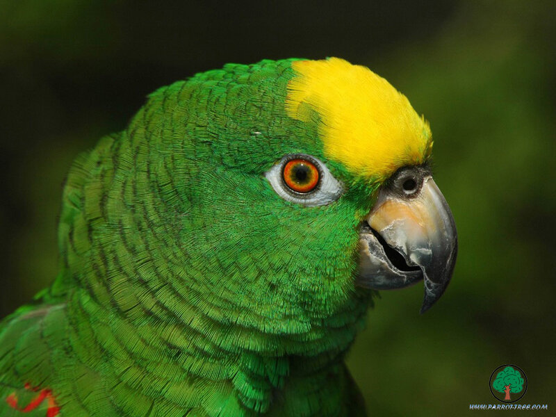 Green Parrot with Yellow Head — Natural, Photograph, Bird