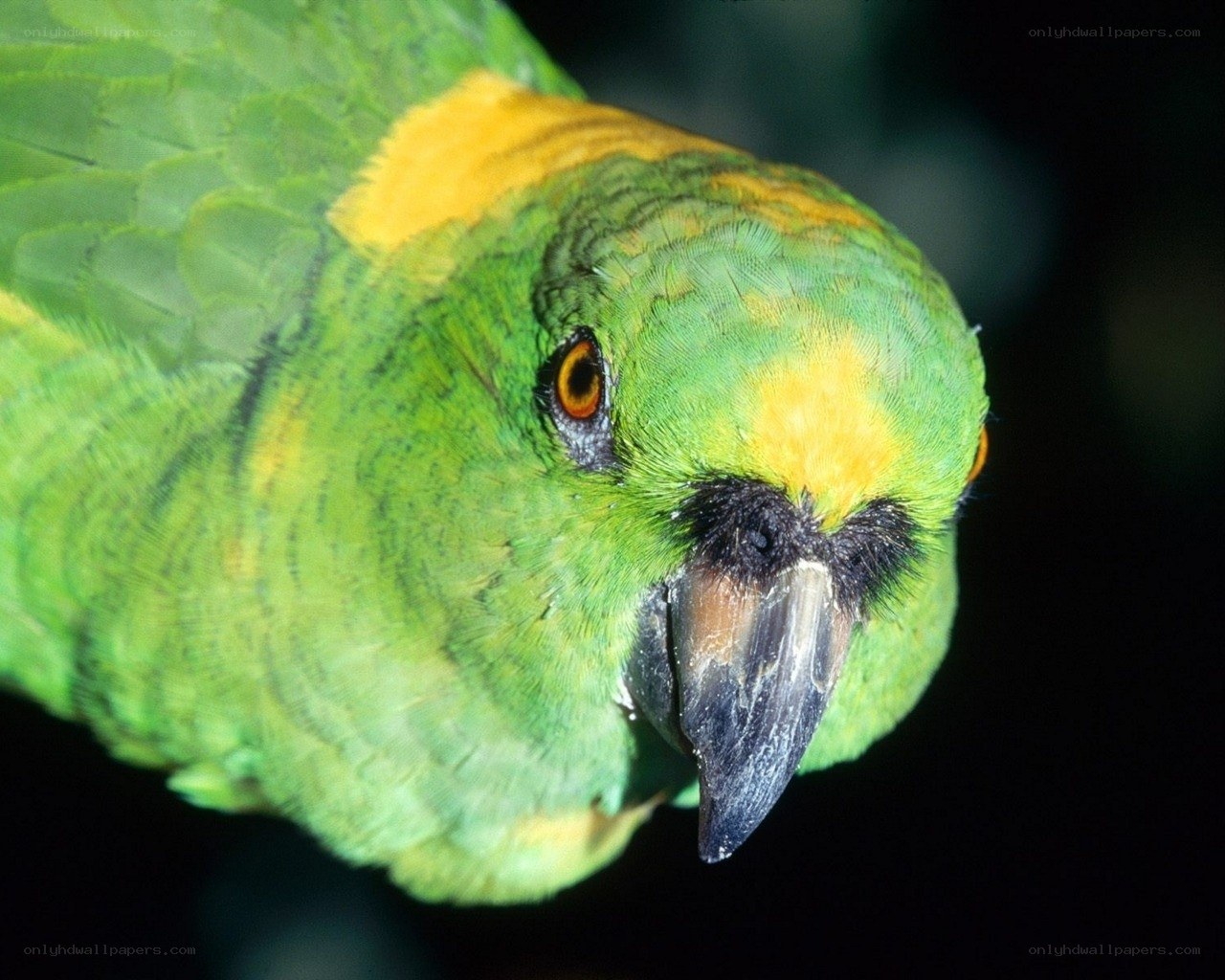 green parrot with yellow markings