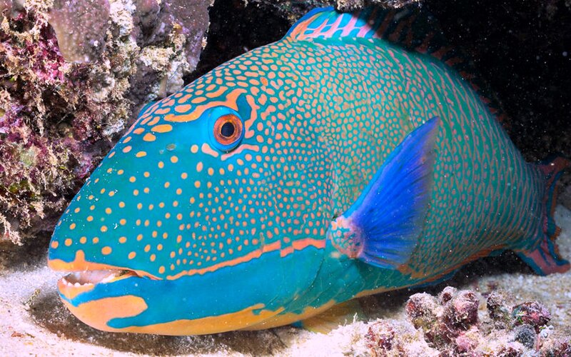 Green Parrotfish