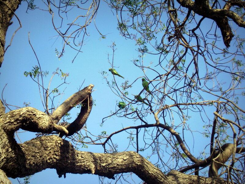 Green Parrots in Tree
