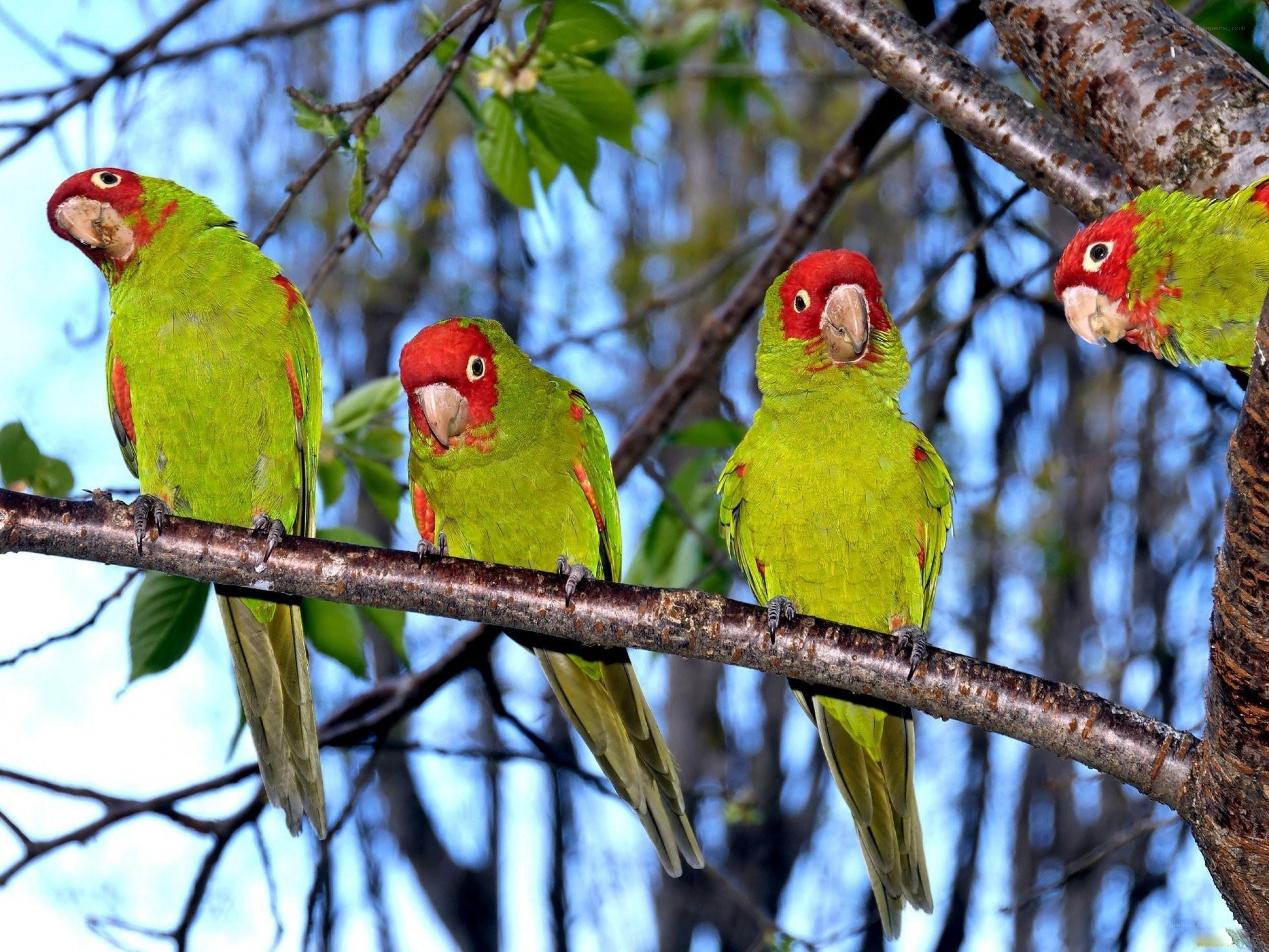 green parrots on a branch