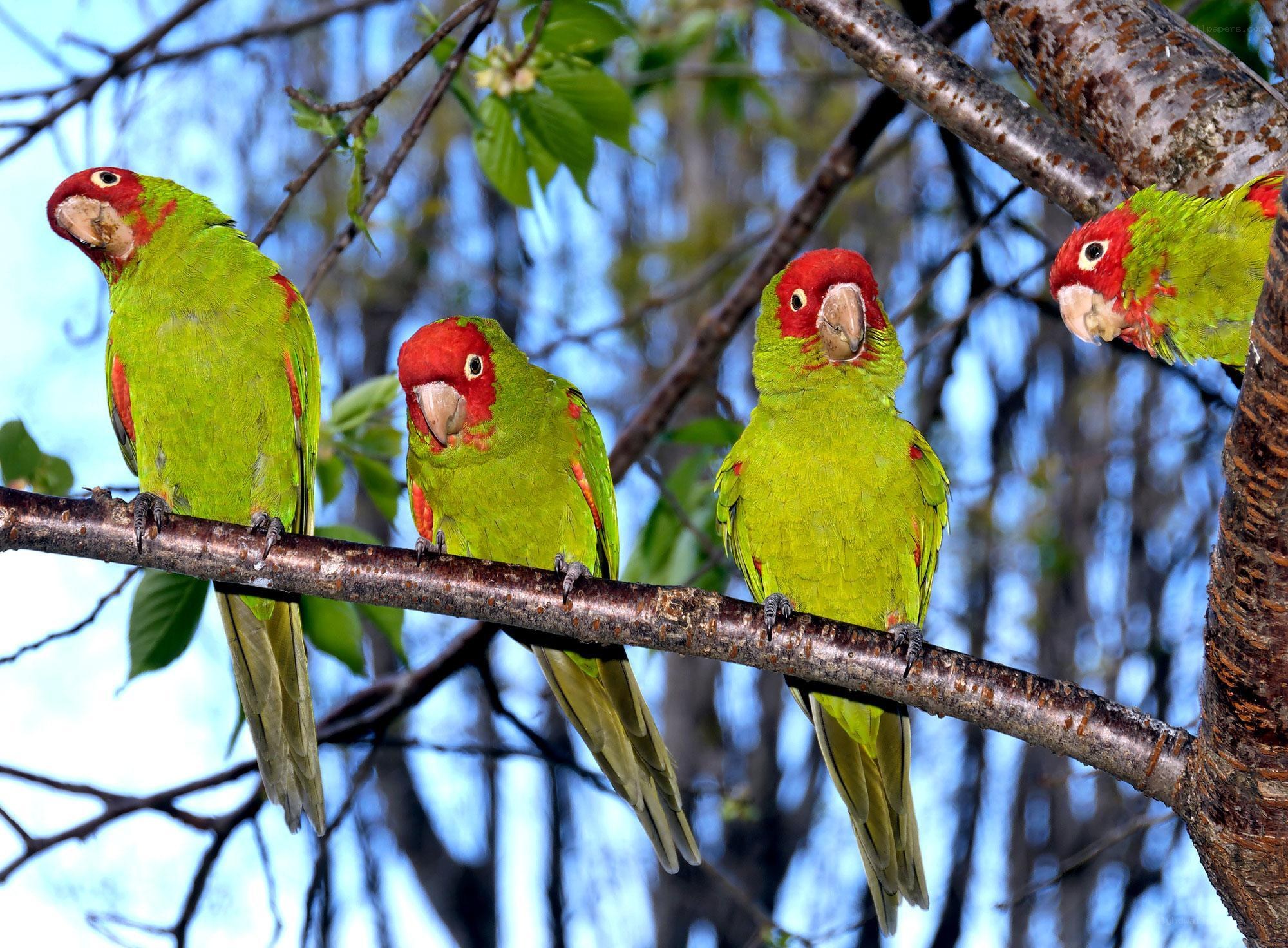Green parrots on a tree branch