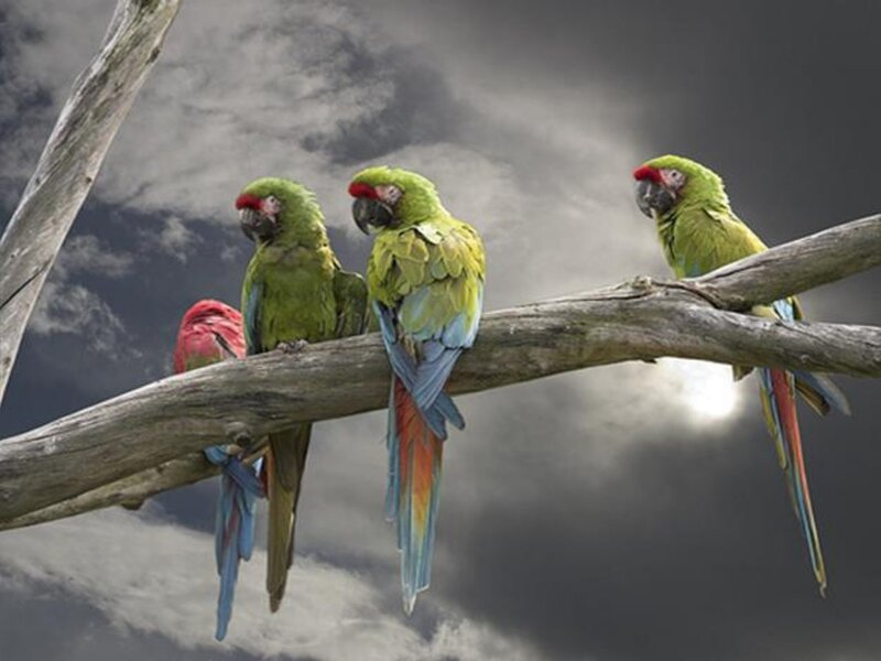 Green Parrots on Branch — Dramatic