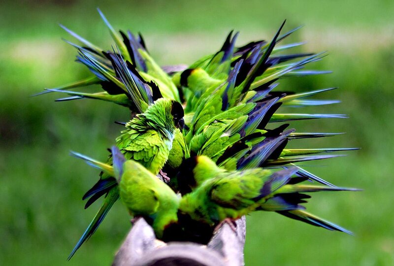 Green Parrots on Branch