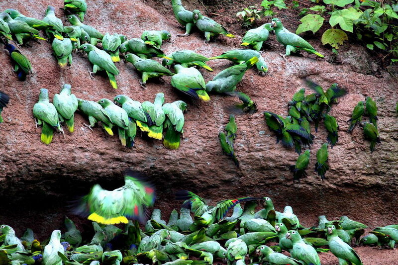 Green Parrots on Cliff