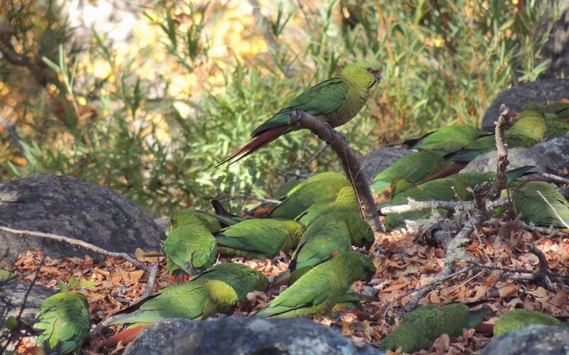Green Parrots on Ground