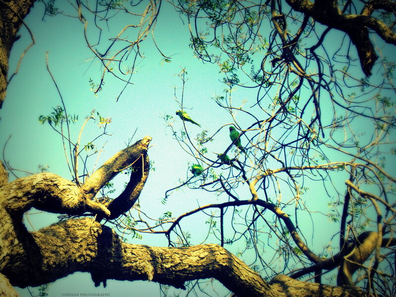 Green Parrots on Tree