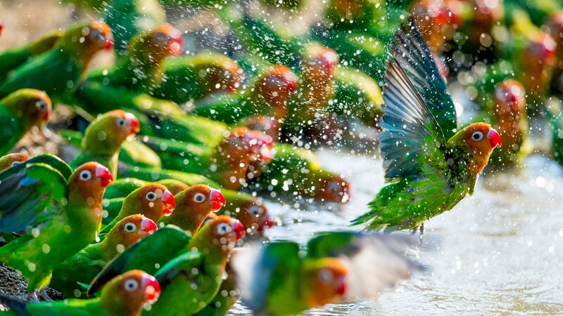 Green Parrots Splashing Water