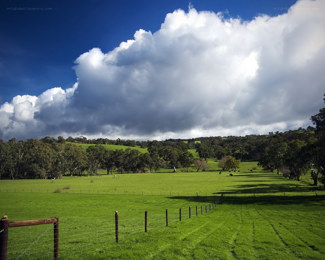 Green pasture under cloudy sky