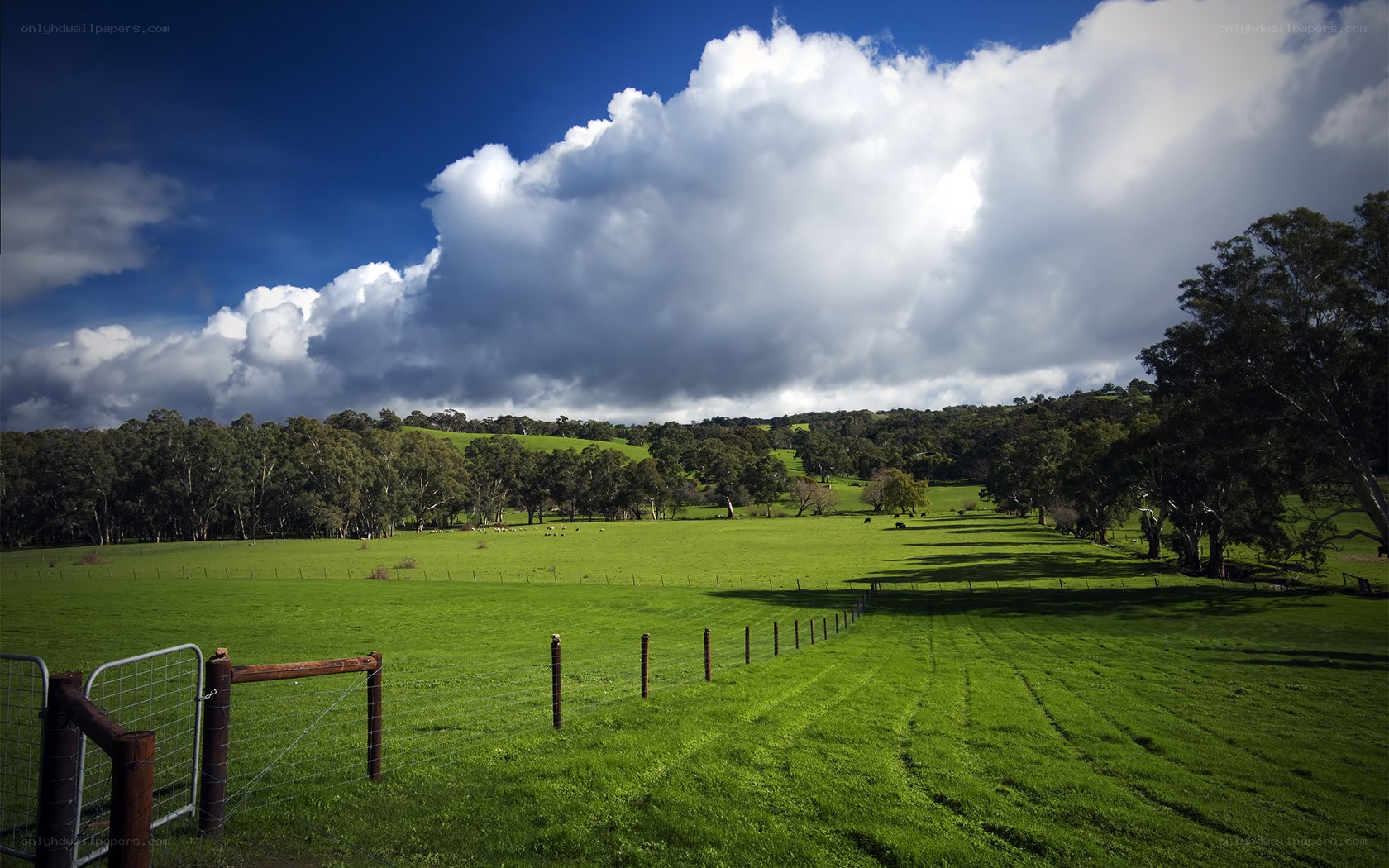 Green pasture under cloudy sky