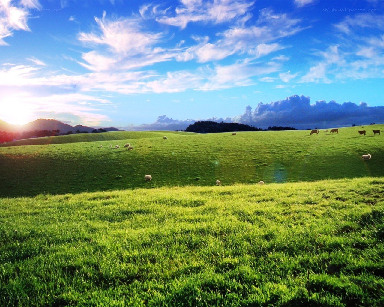 Green Pasture with Grazing Sheep