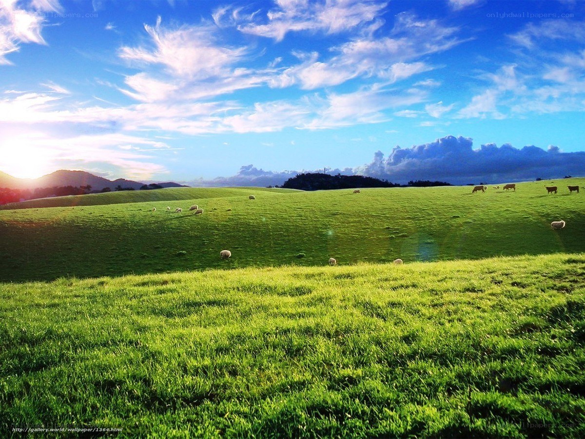 Green Pasture with Grazing Sheep