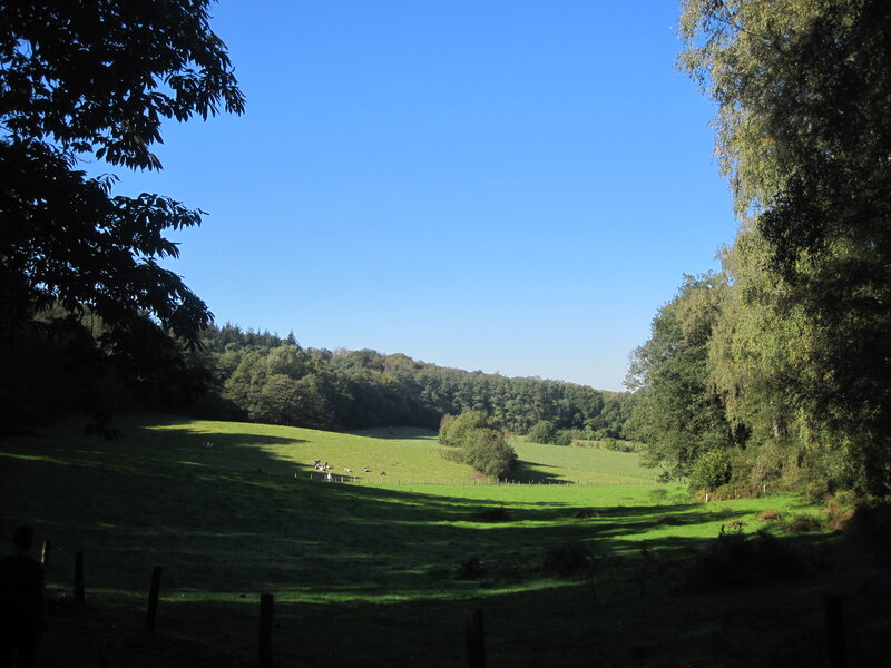 Green Pasture with Trees