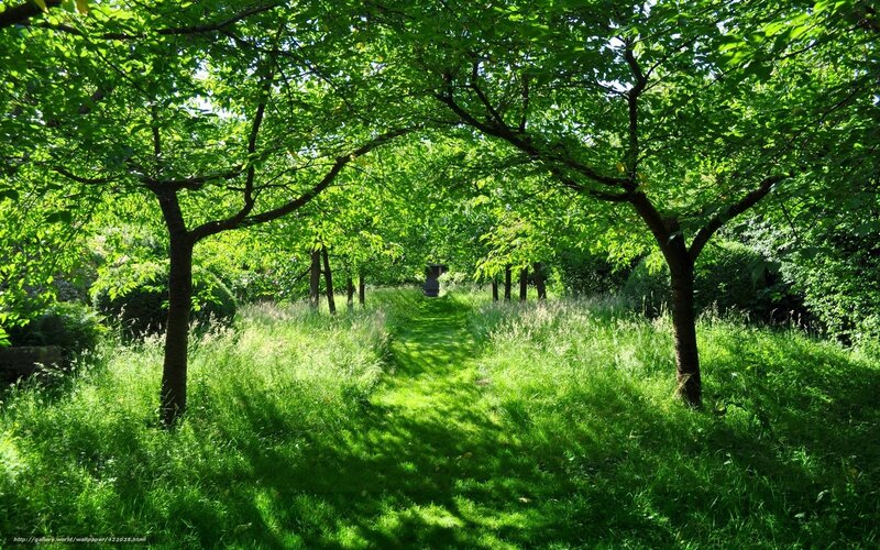 Green path in a sunlit garden