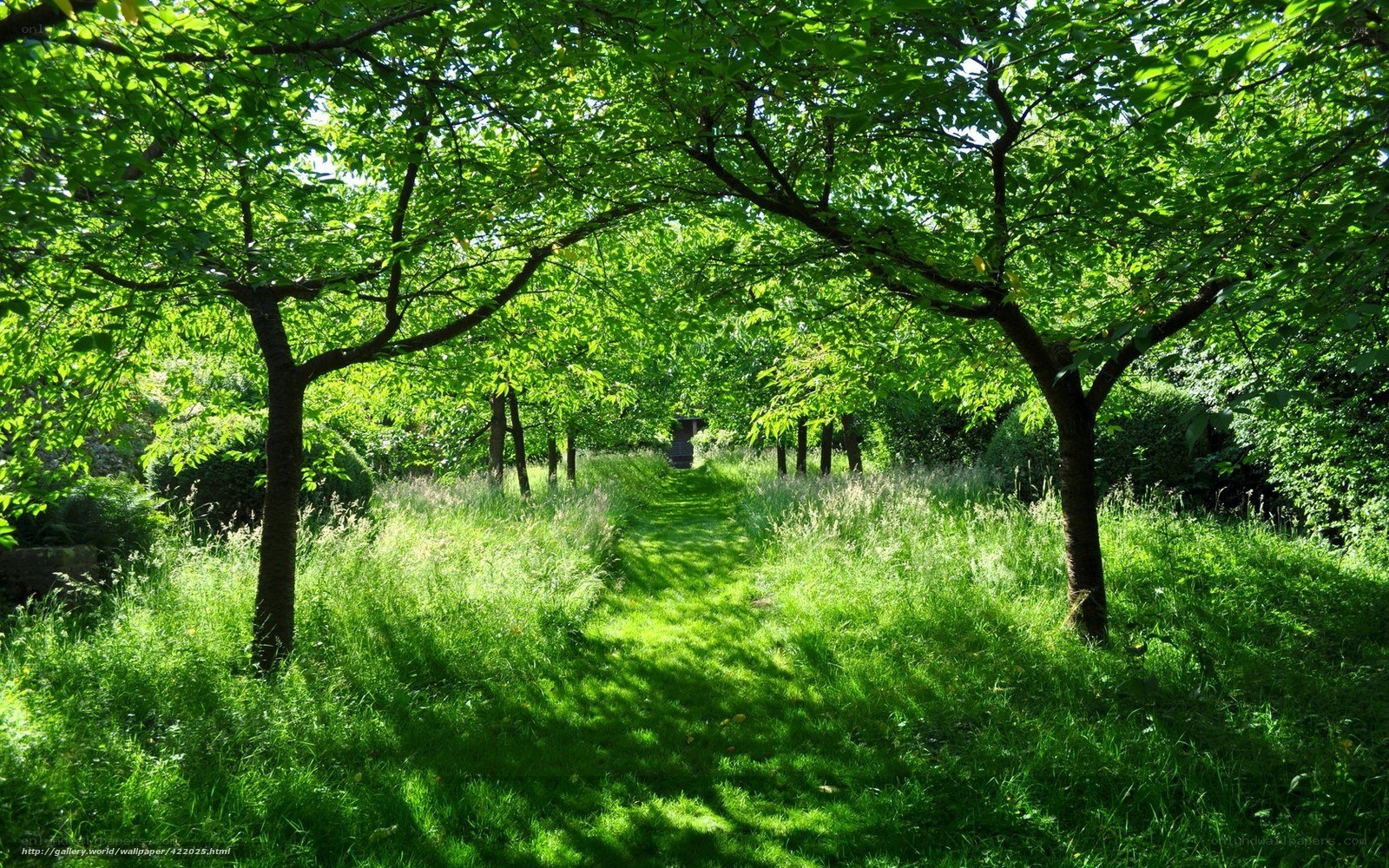 Green path in a sunlit garden