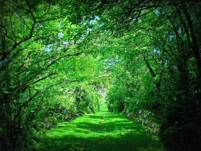 Green Path in Forest — Serene