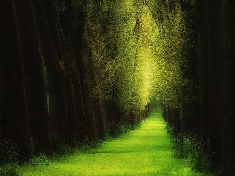 Green Path in Forest