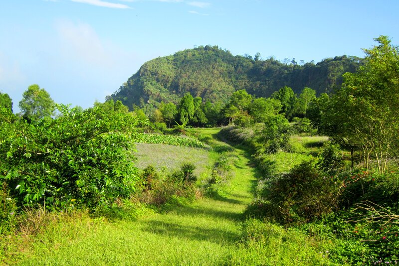 Green Path in Valley