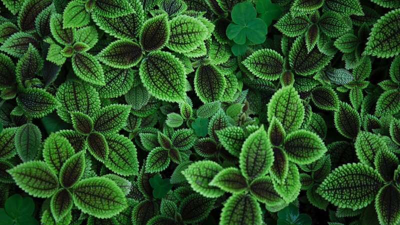 Green Patterned Leaves — Natural, Photograph