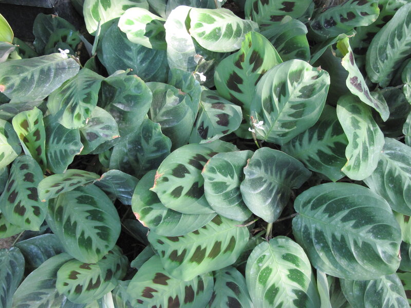 Green Patterned Leaves — Natural