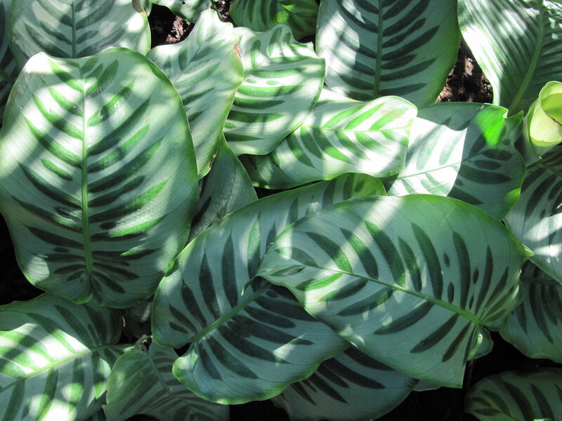Green Patterned Leaves