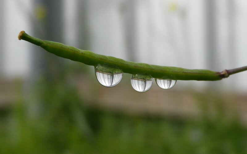 Green Pea Pod with Water Droplets