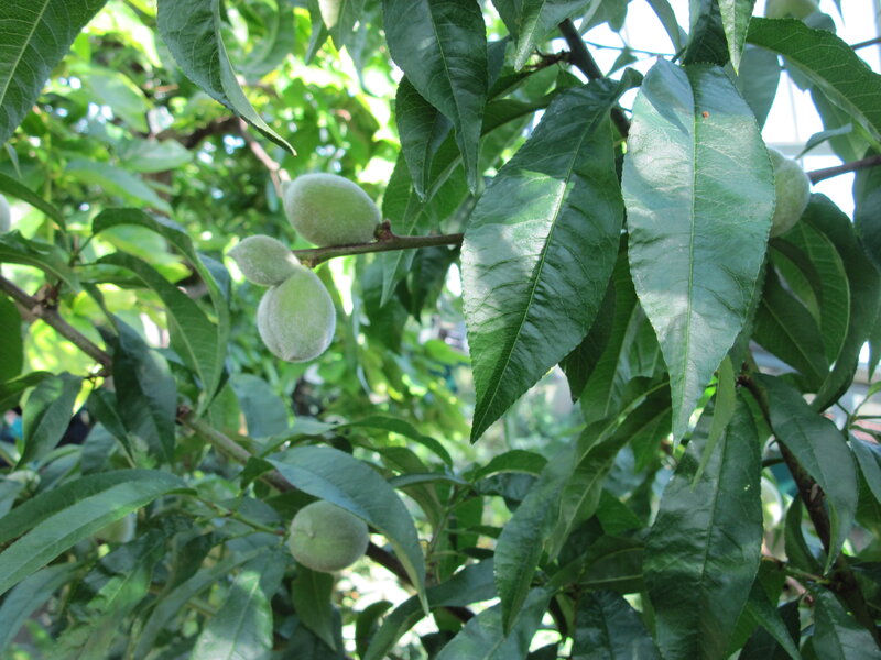 Green Peaches on Tree