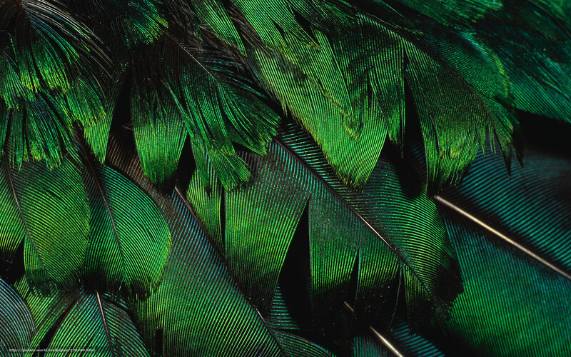green peacock feathers