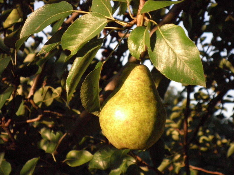 Green Pear on Tree