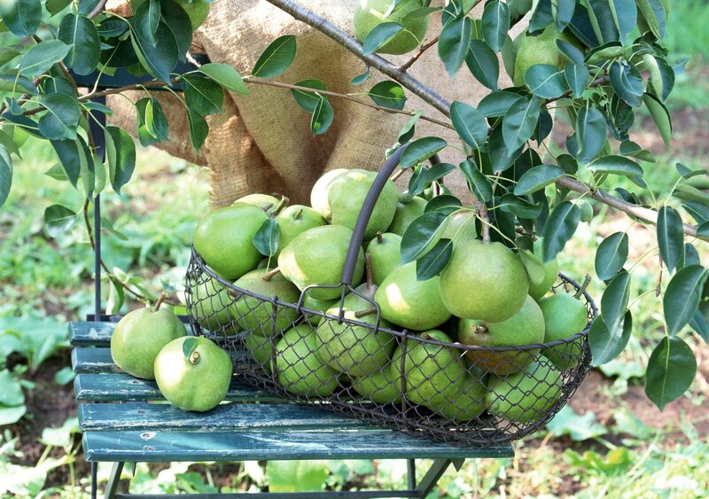 Green Pears in Basket — Serene