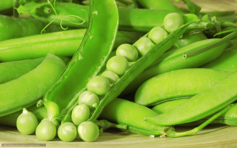 Green Peas in Pods — Fresh, Photograph, Pea Pods, Vine