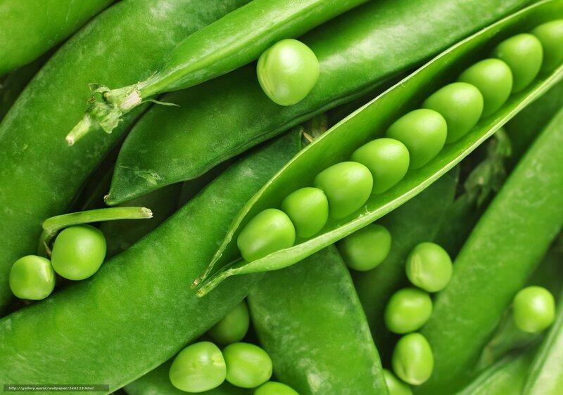 Green Peas in Pods — Fresh, Photograph, Stem