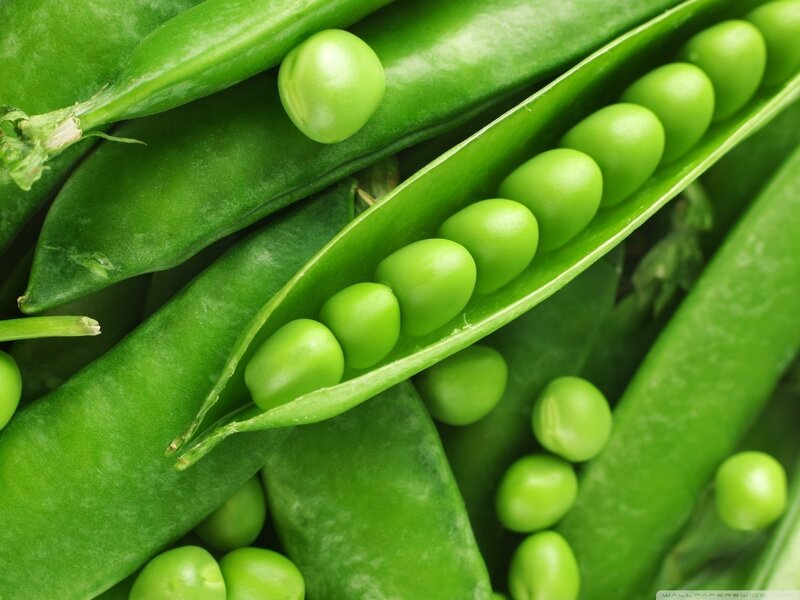 Green Peas in Pods — Fresh, Photograph