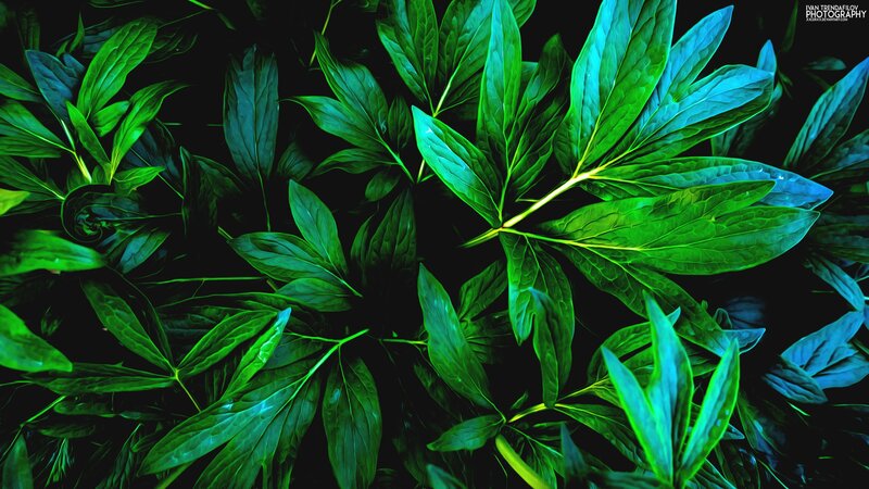 Green Peony Leaves